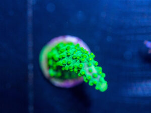 Acropora - Dallas