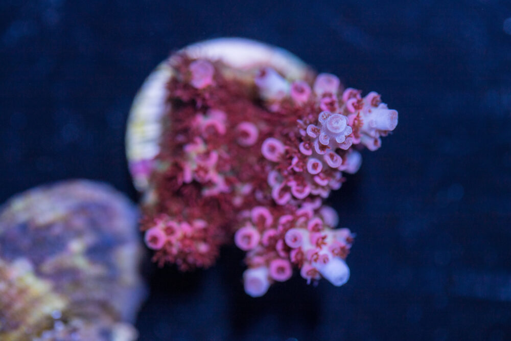 Acropora