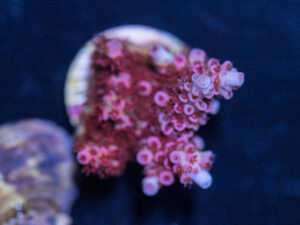 Acropora