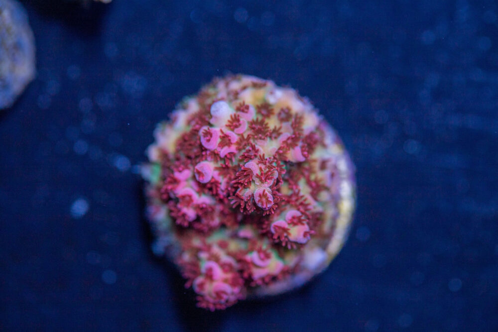 Acropora