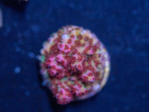 Acropora