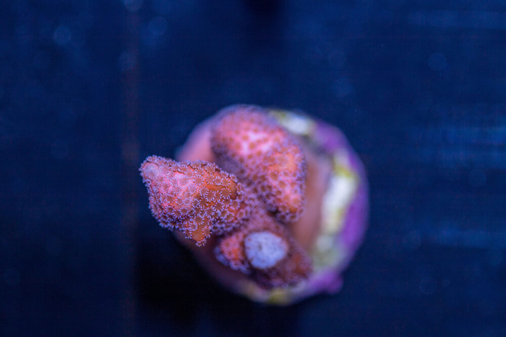 Montipora - Pink Digitata