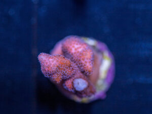 Montipora - Pink Digitata
