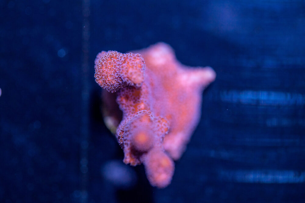Montipora - Pink Digitata