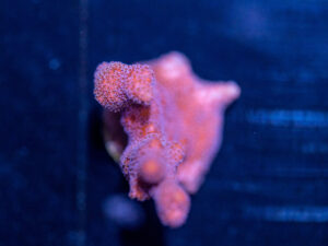 Montipora - Pink Digitata