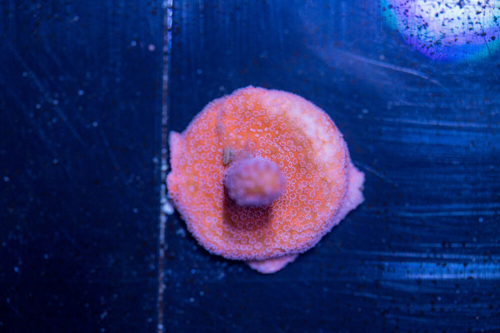 Montipora - Pink Digitata