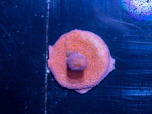 Montipora - Pink Digitata