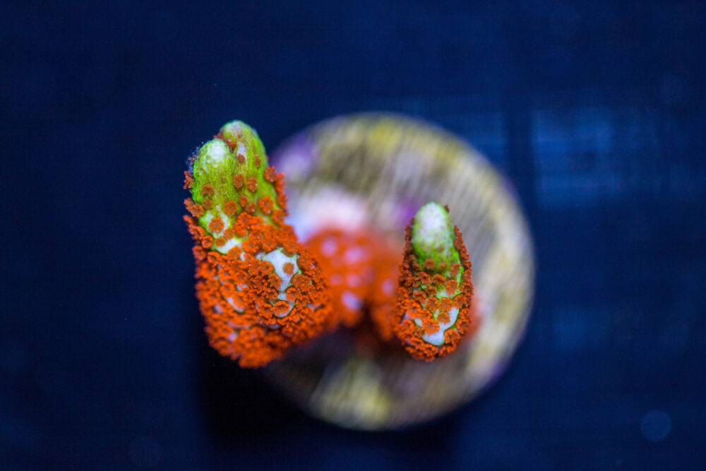 Montipora - Bubblegum Digitata