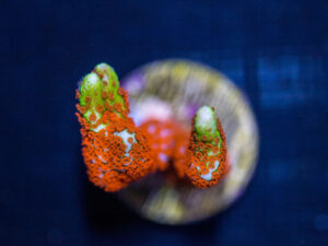 Montipora - Bubblegum Digitata
