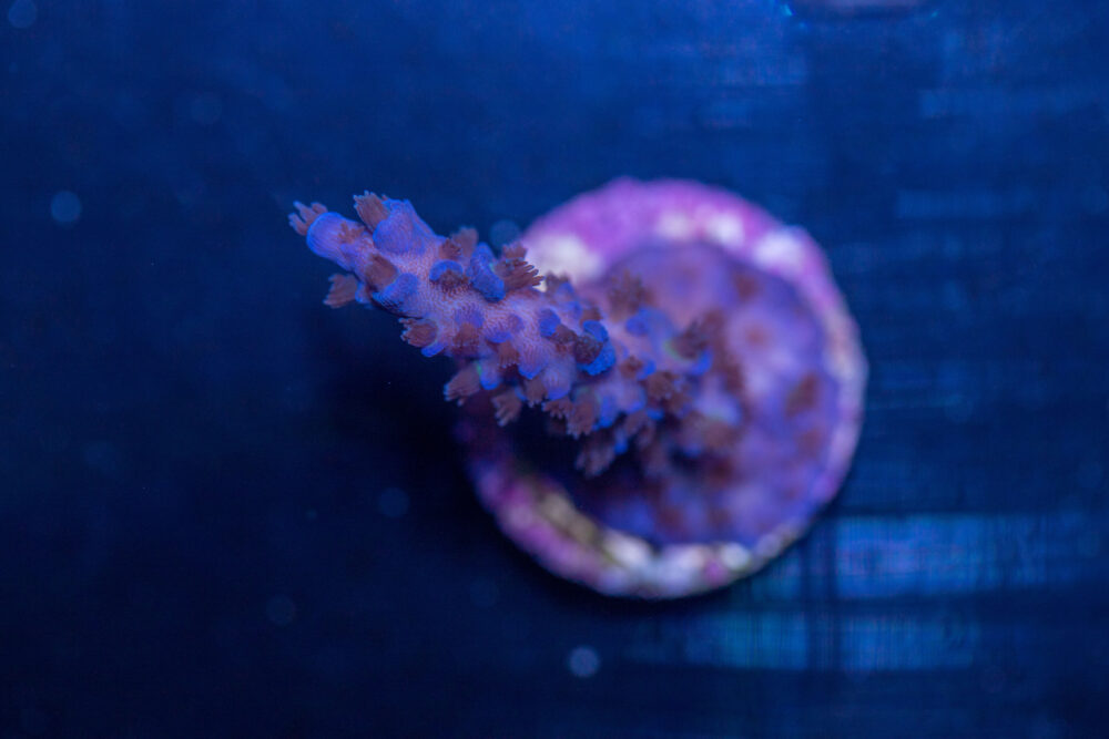 Acropora