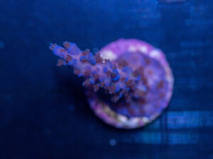 Acropora