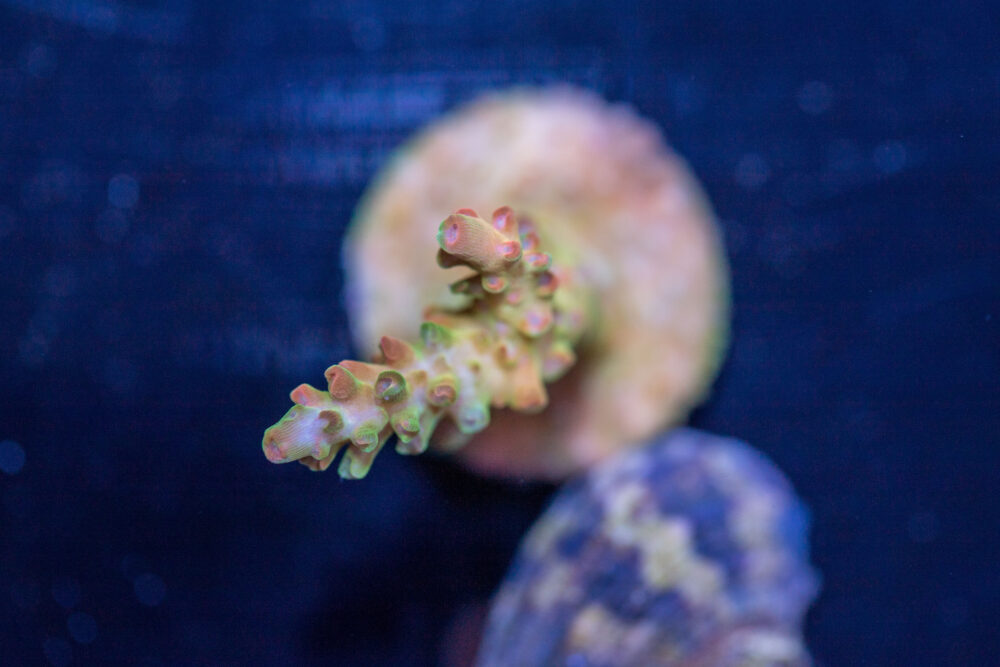 Acropora - Petrol Slick
