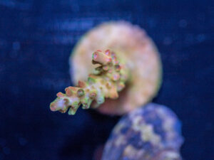 Acropora - Petrol Slick