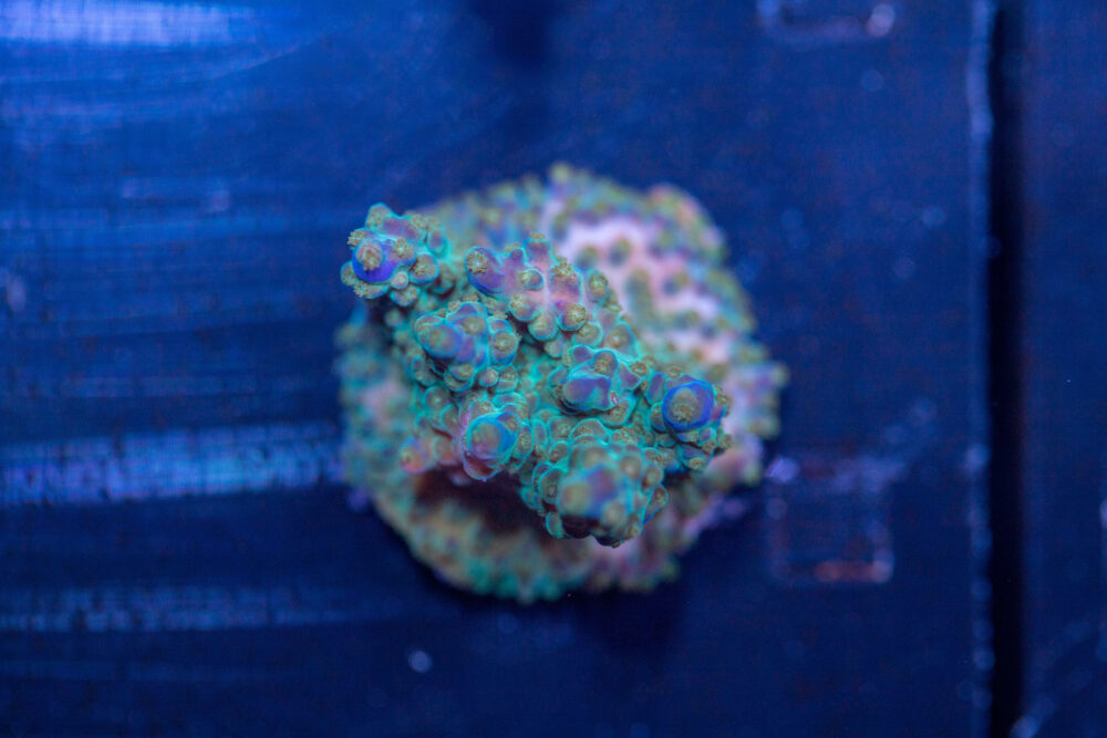 Acropora - Goosebumps