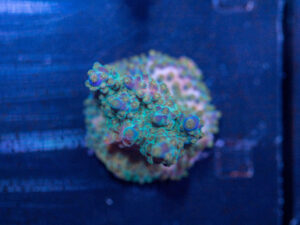 Acropora - Goosebumps