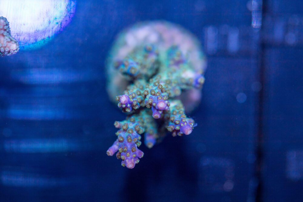Acropora - Goosebumps