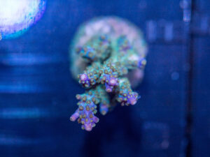 Acropora - Goosebumps