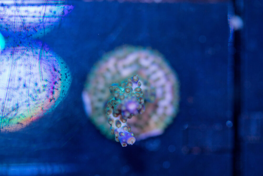 Acropora - Goosebumps