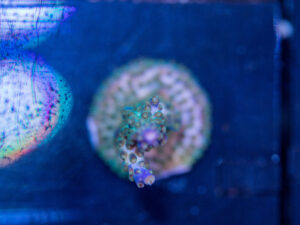 Acropora - Goosebumps