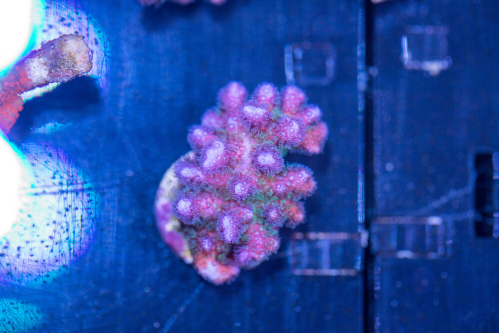 Pocillopora