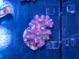 Pocillopora