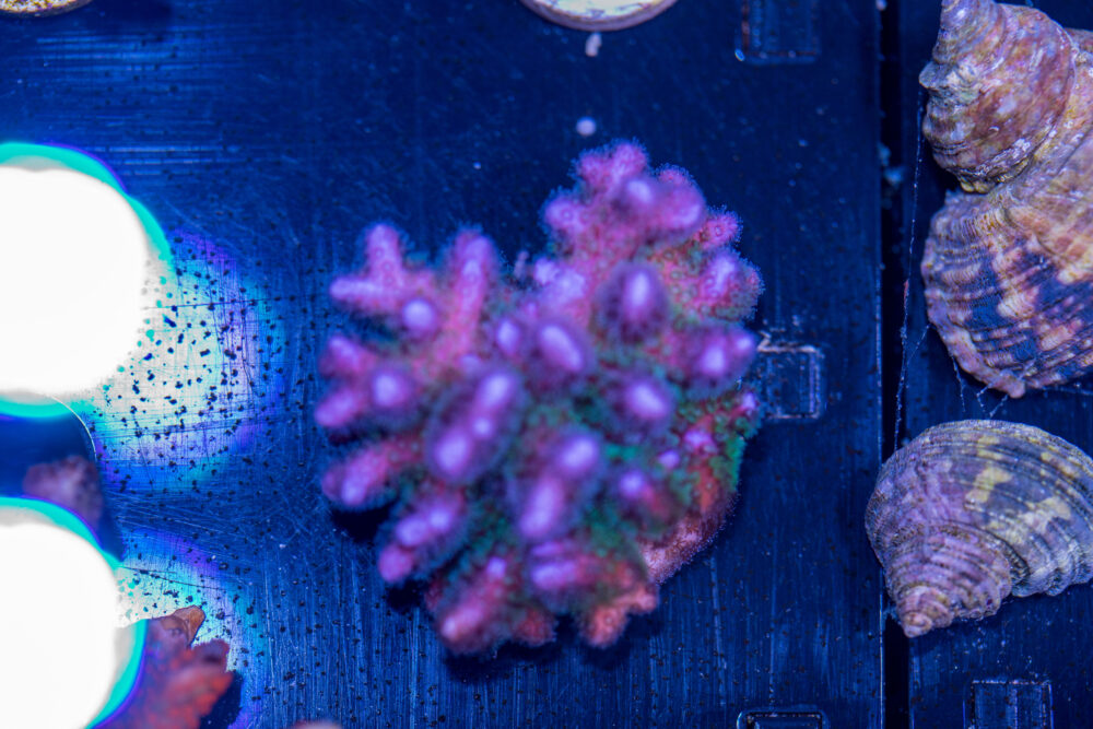 Pocillopora