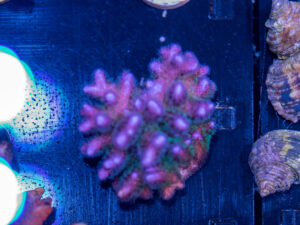 Pocillopora