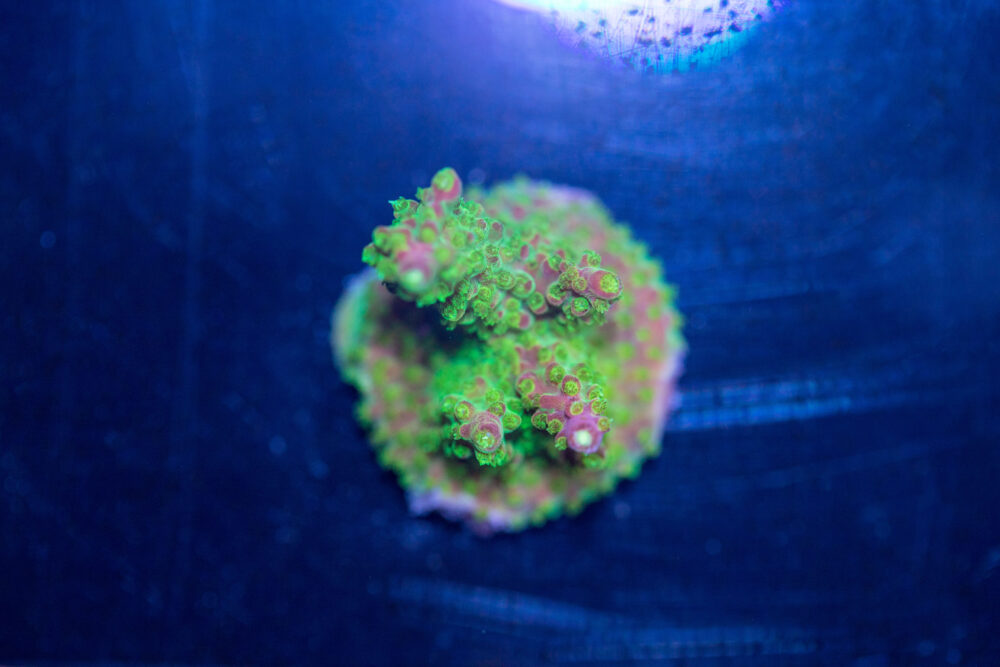 Acropora - Rainbow Loom