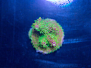 Acropora - Rainbow Loom