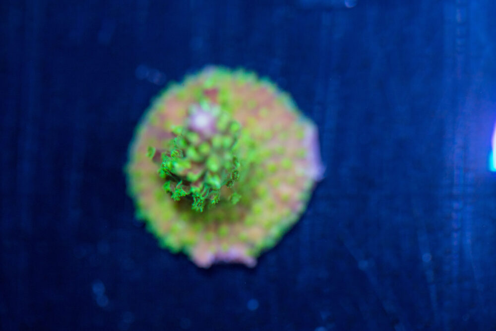 Acropora - Rainbow Loom