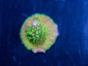 Acropora - Rainbow Loom