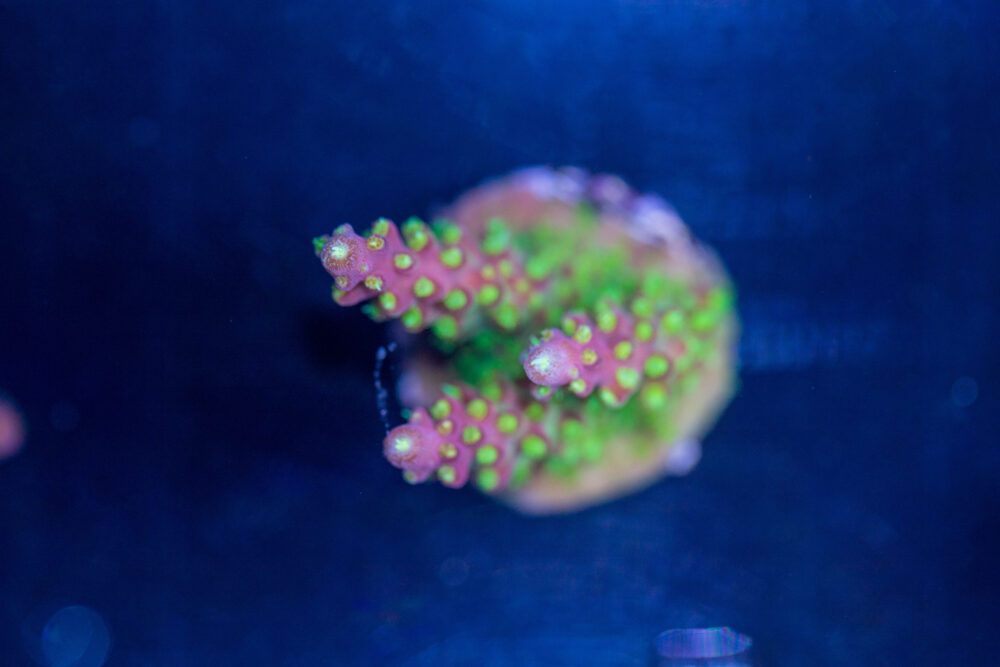 Acropora - Rainbow Loom