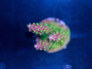 Acropora - Rainbow Loom