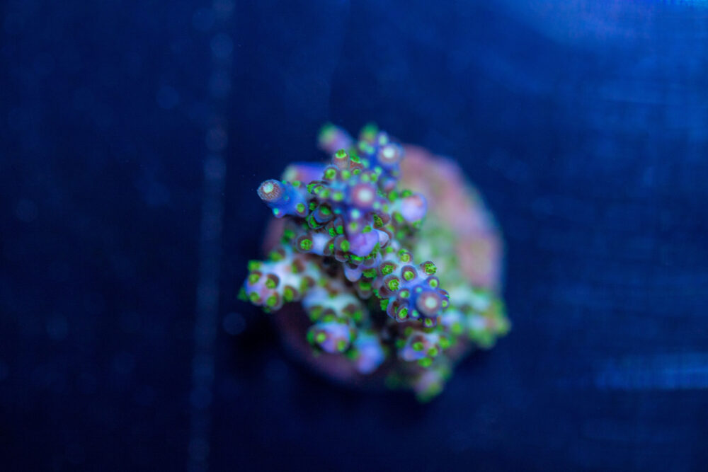 Acropora