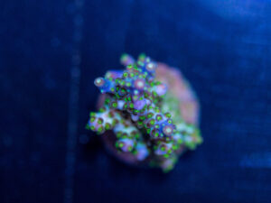 Acropora
