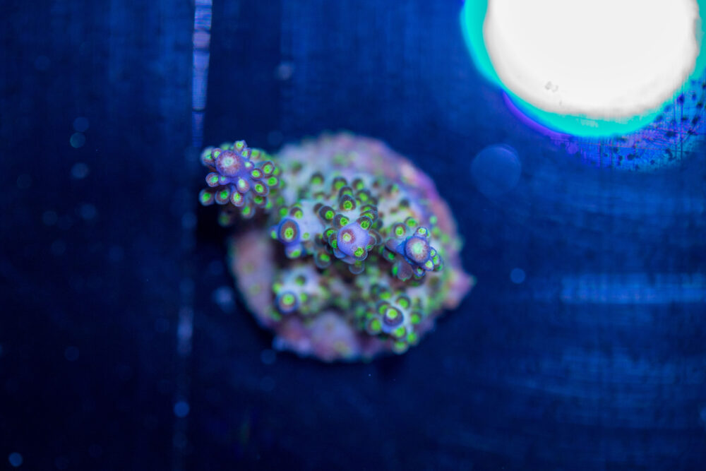 Acropora