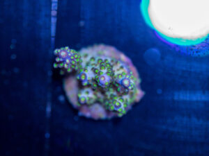 Acropora