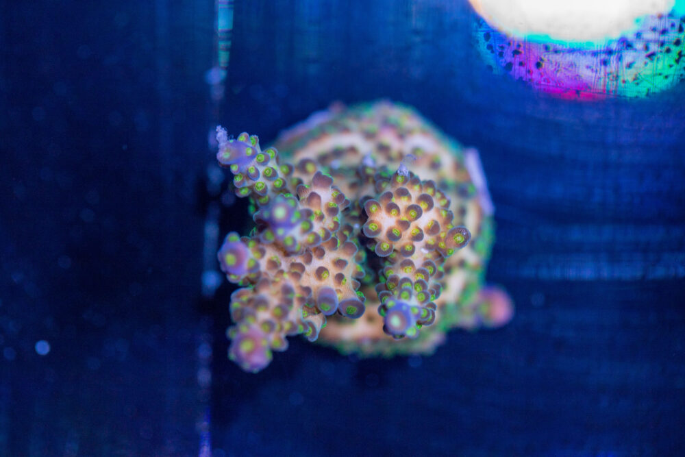 Acropora