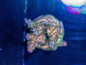 Acropora
