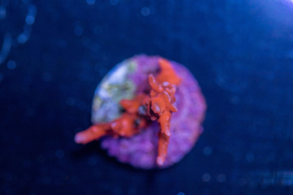 Acropora - TNT