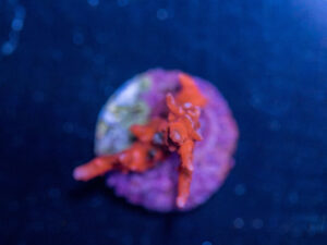 Acropora - TNT