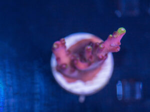Acropora - Fox Flame
