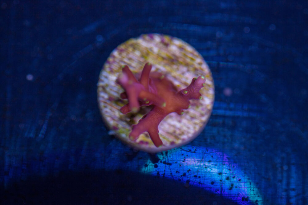 Acropora - Little Red Ferrari