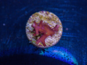 Acropora - Little Red Ferrari