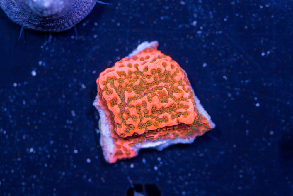 Montipora - Cherry Tree