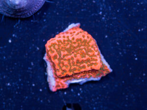 Montipora - Cherry Tree
