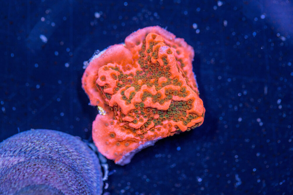 Montipora - Cherry Tree