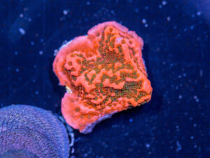 Montipora - Cherry Tree