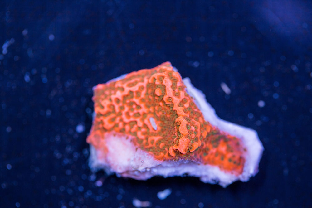 Montipora - Cherry Tree