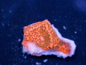 Montipora - Cherry Tree